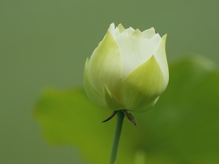 1000061257