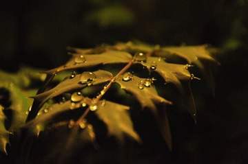 _DSC0098.JPG