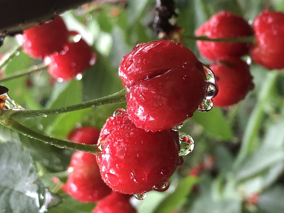 又是一年樱桃季