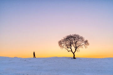 雪中孤树与自拍