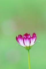 DSC_5882s