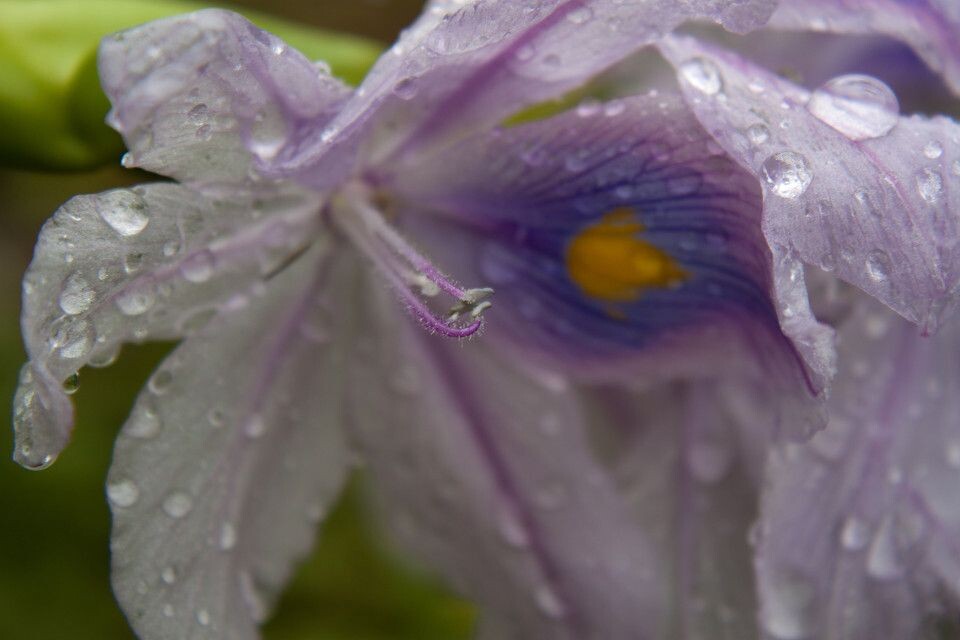 雨水的洗礼<br />
