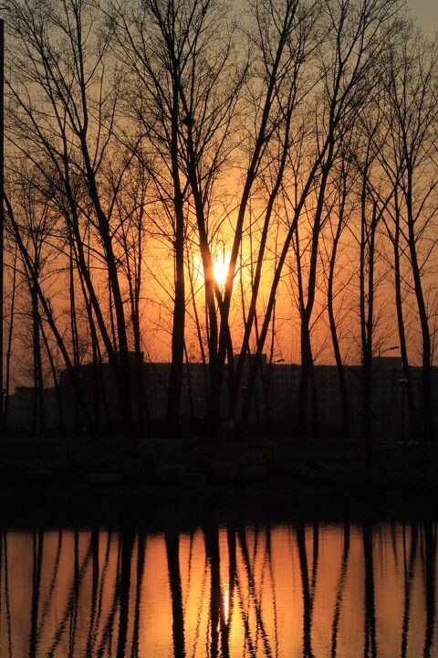 夕阳下<br />
2011年3月28日摄于北航沙河校区