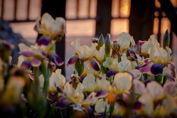 IMG_0155.jpg