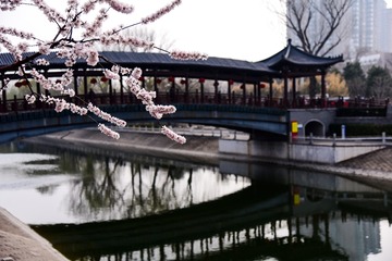 海棠3
