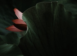 324B09BA-2F29-48E4-ADBD-0C3255F183C5/L0/001