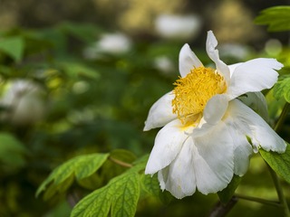 50D43912-5E5E-407A-A15C-E9D975239EC1/L0/001