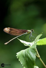 蜻蜓