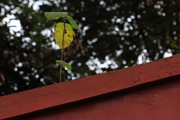 IMG_0170.JPG