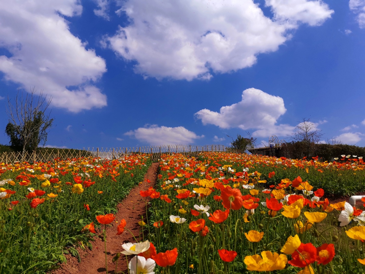 华辰玫瑰园,百花争艳