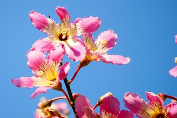 木棉花2