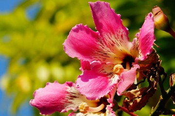 木棉花3