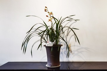 北京顺义国际鲜花港