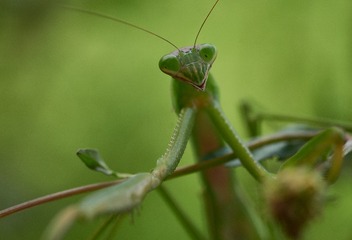 335455