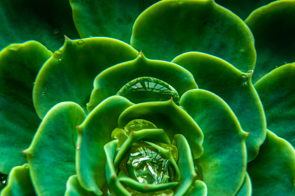 帝王绿????? - 书生捧馍