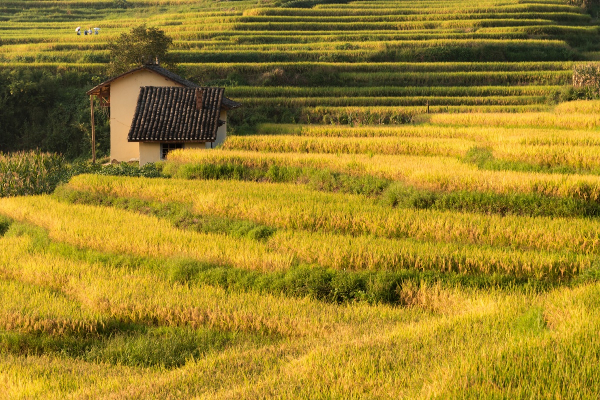 汉阴凤堰梯田稻子马上要成熟了金灿灿的一片下午时分仍有不少游客像我
