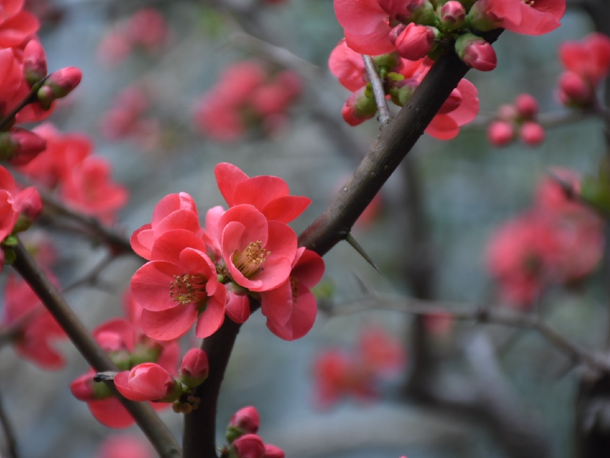 的瞬间#海棠海棠花贴梗海棠支花花园植物樱桃木绽放季节树花瓣叶子