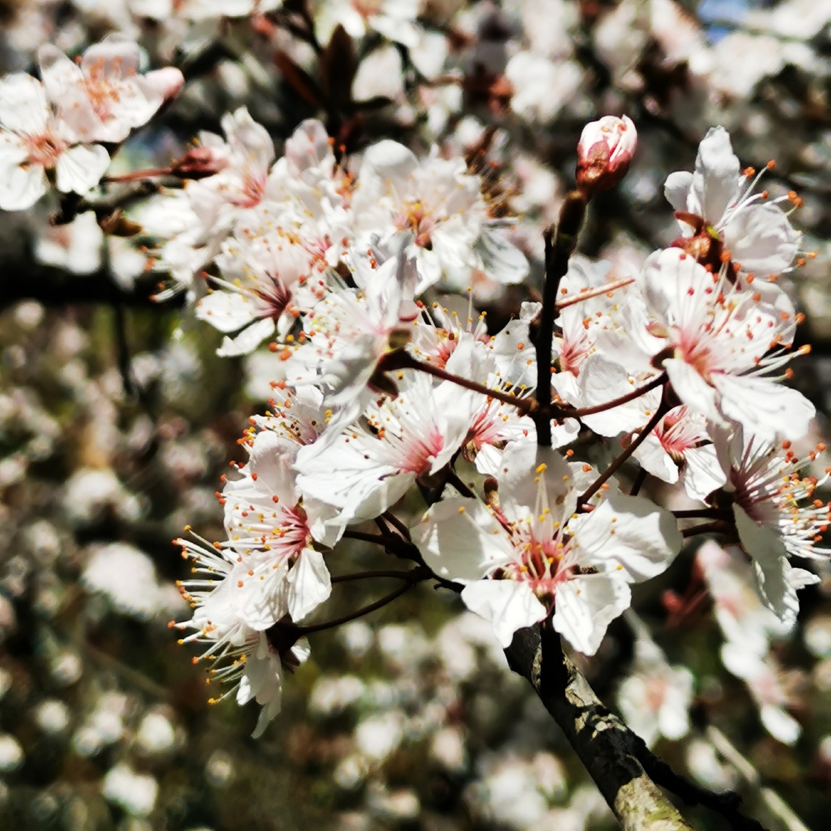 三月樱花盛开时#红叶李樱桃木支花绽放#李子芽苹果季节植物花瓣还没有
