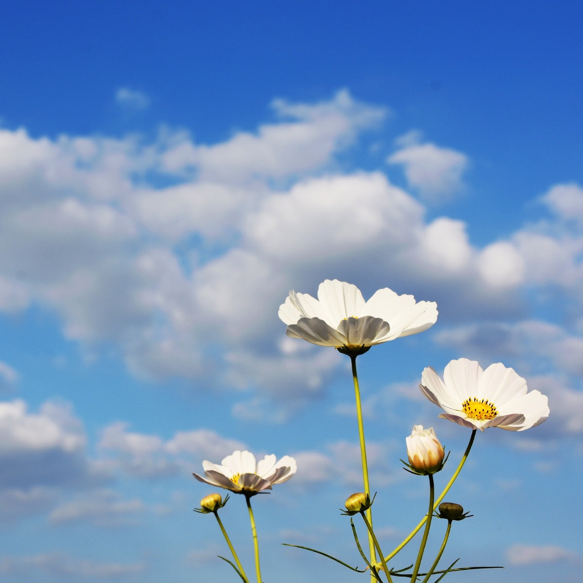 风景花鸟摄影圈青摄营&向美而生格桑花壁纸壁纸高清手机壁纸头像舒适