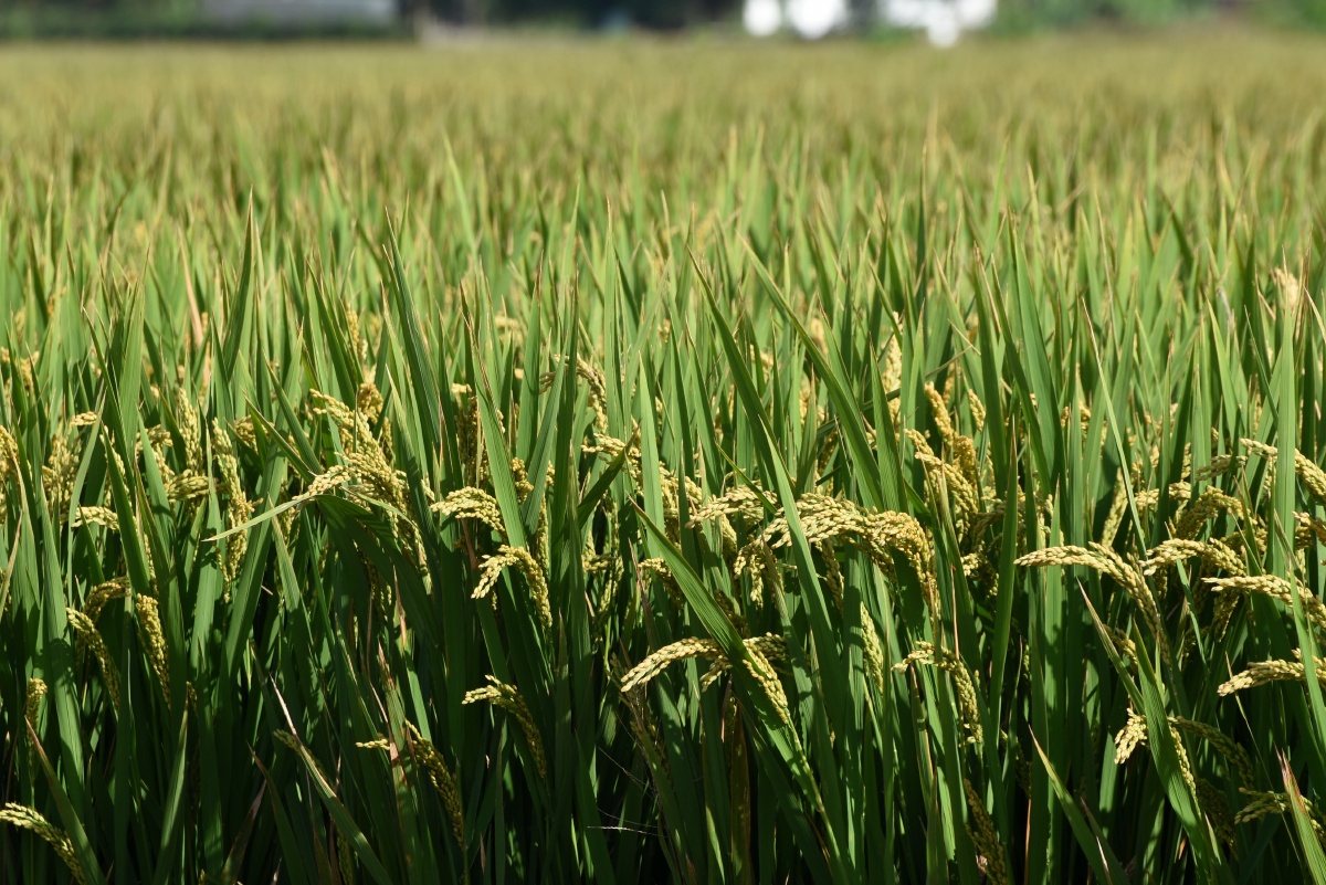 水稻