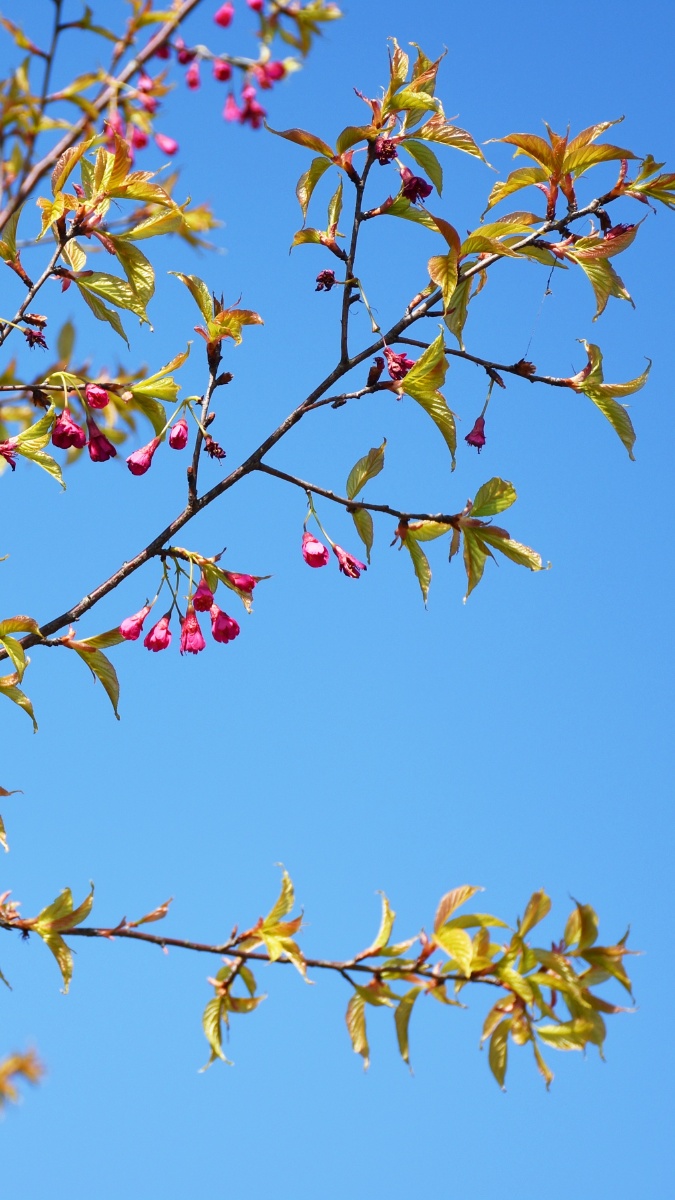 春天来临的瞬间樱花盛开时支叶子植物花树种粮季节芽舒适的天气樱桃