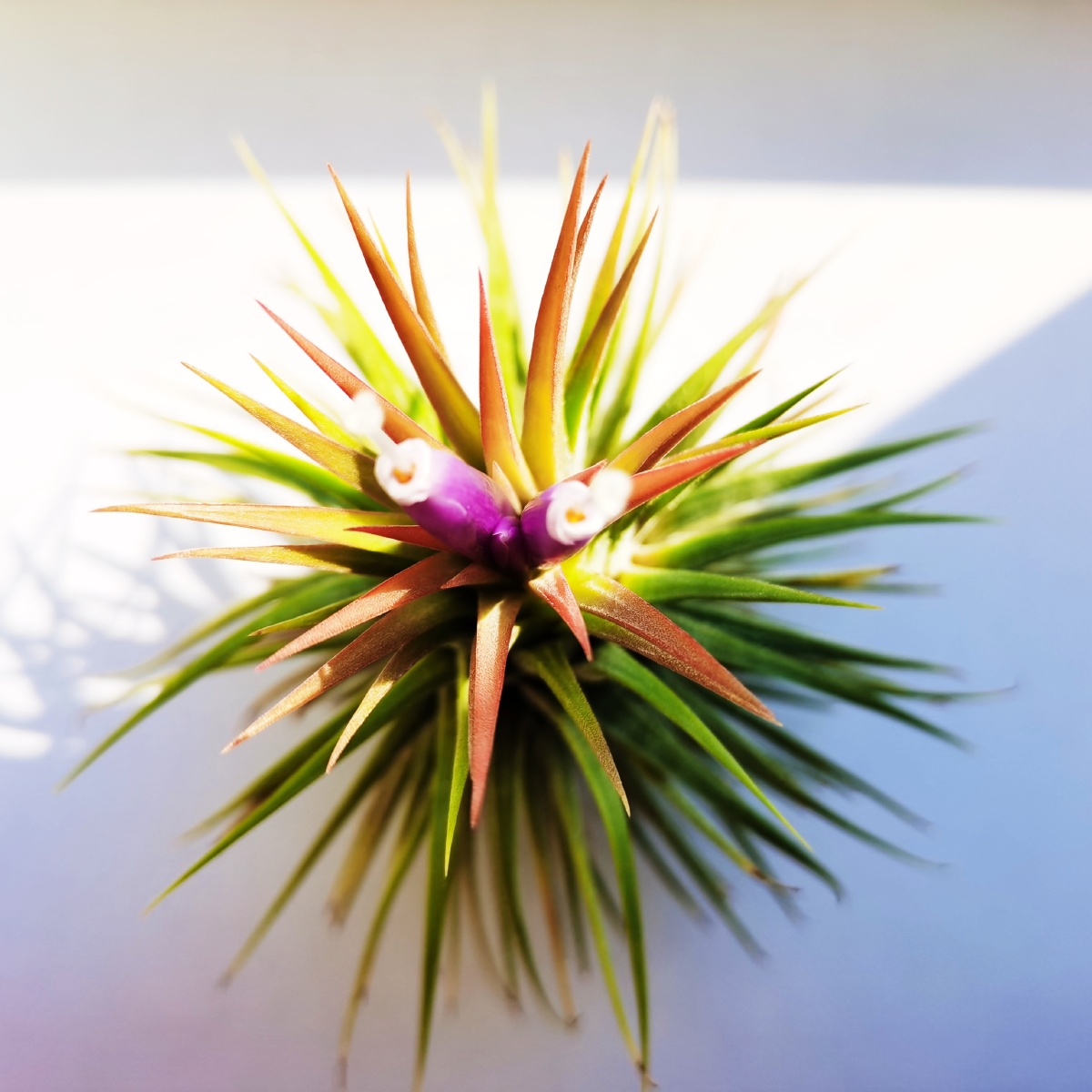 空气凤梨,精灵开花 - 梁爽721 - 图虫