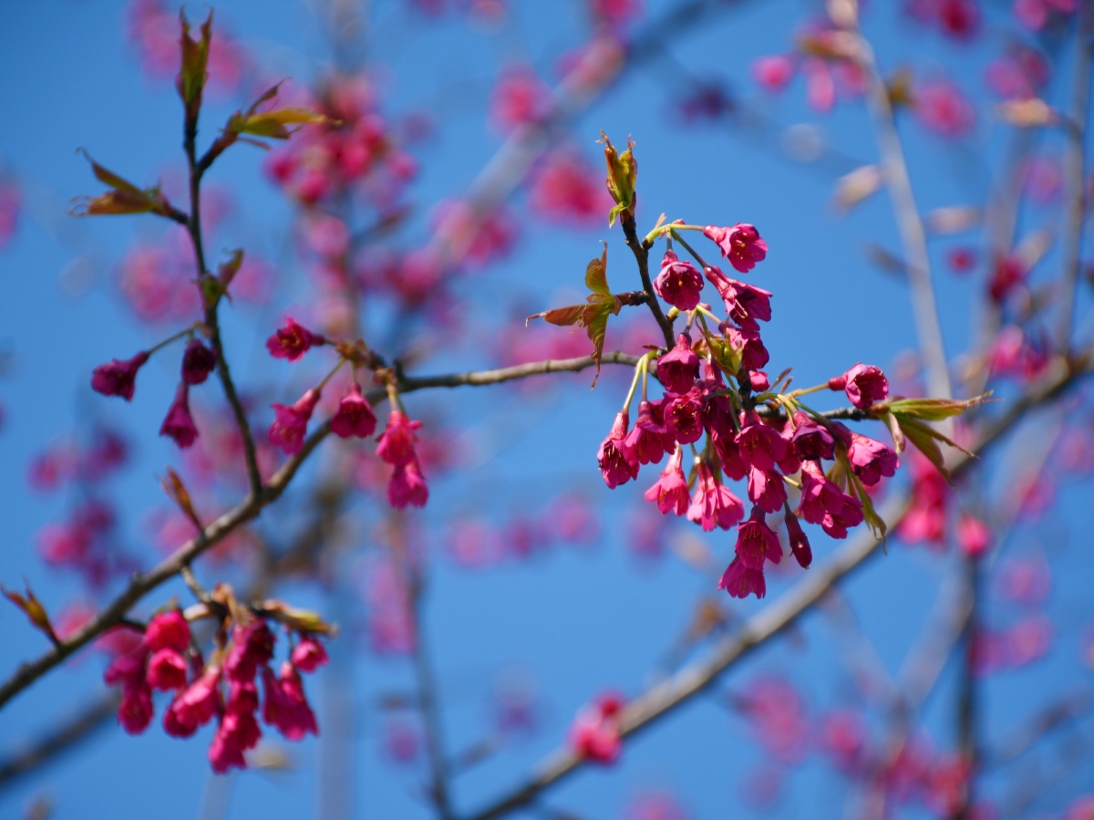 来临的瞬间支花樱桃木植物季节树花园芽叶子种粮樱花盛开时#早樱春天