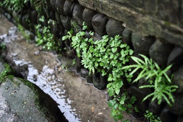 IMG_8901_resize.JPG