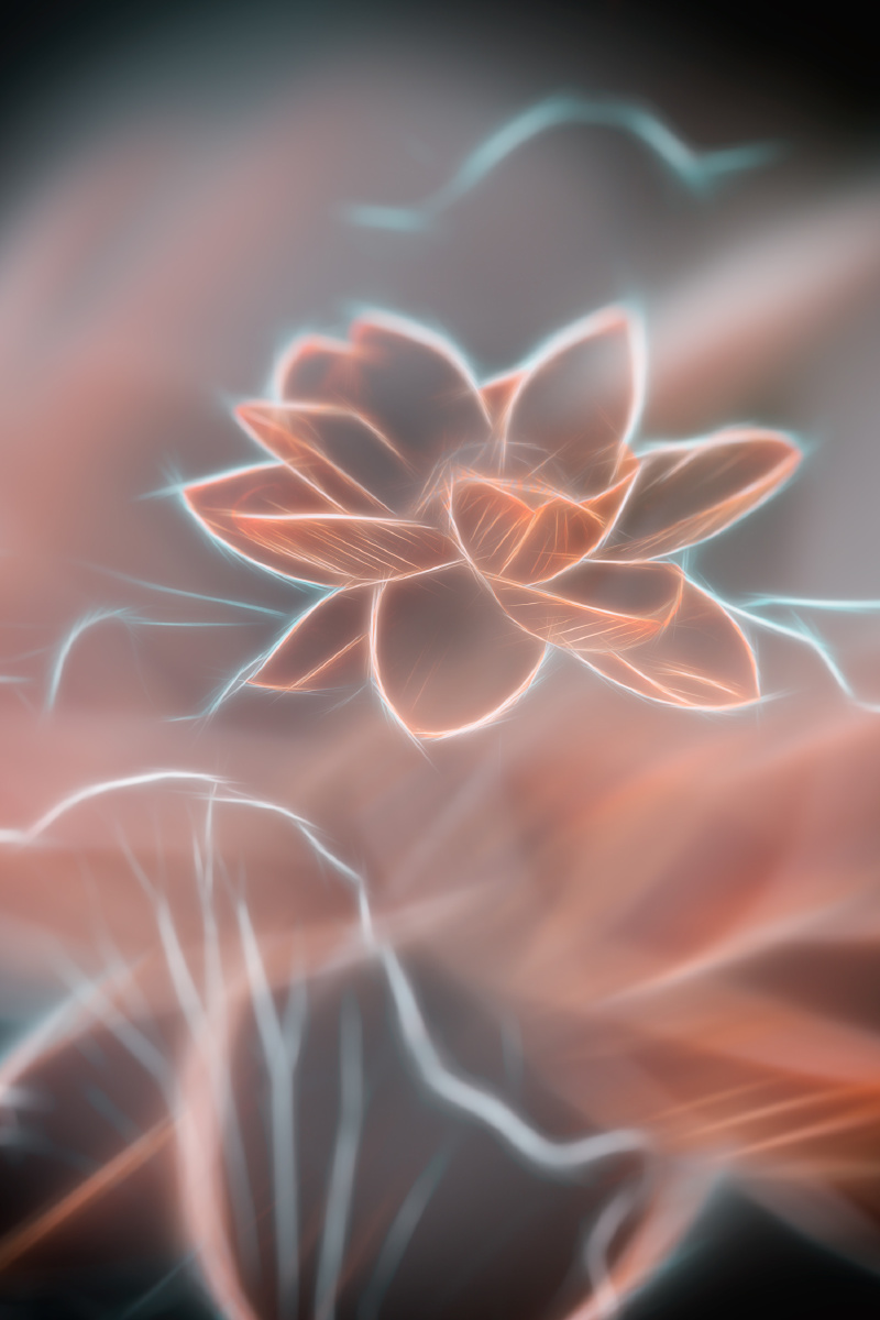 心若莲花万般禅