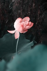 2736619