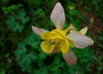 620 Banff - Johnston Canyon (14)