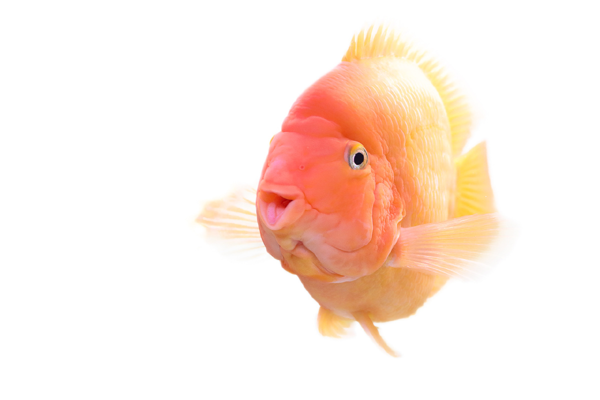 鹦鹉鱼,张着胖嘟嘟的小嘴游来游去,快乐如此简单