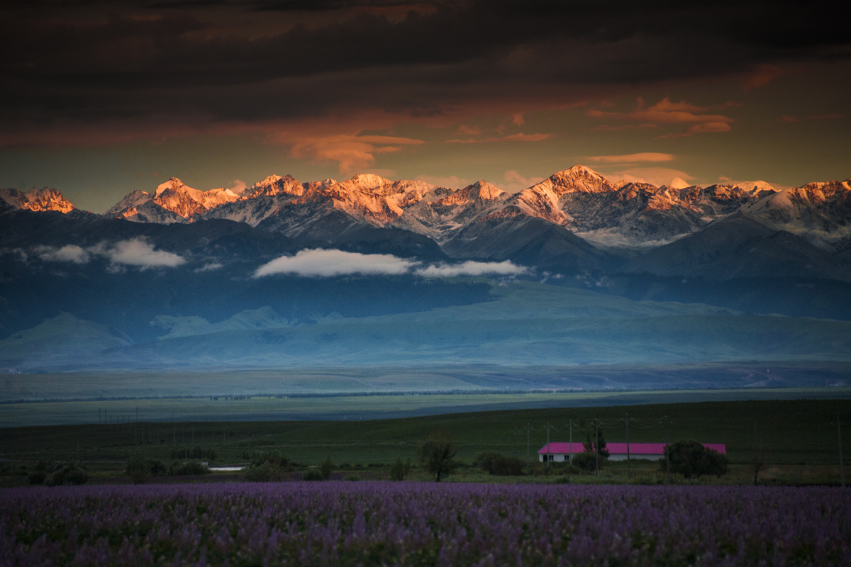 那个傍晚太震撼了，从没见过那么壮美的日落。站在一望无际的紫苏地里，头顶黑压压的乌云不停的翻腾，大风夹杂着偶尔几个硕大的雨点砸在身上，啪……啪作响。而远处的雪山却被傍晚的霞光变成了一条金色的巨龙，匍匐在群山之巅。明暗光线与冷暖色调的强烈对比，难得一见的日落金山，让我心情彭拜，兴奋不己。光线转瞬即逝，来不急多想，咔嚓，咔嚓……