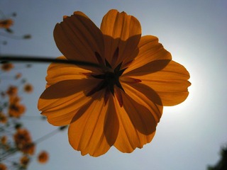 波西菊
