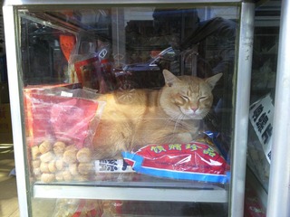 貓貓