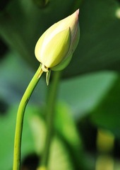 DSC_6180.jpg