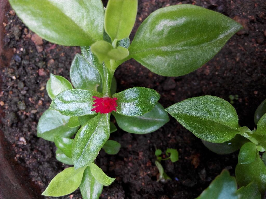 花朵的盛开2