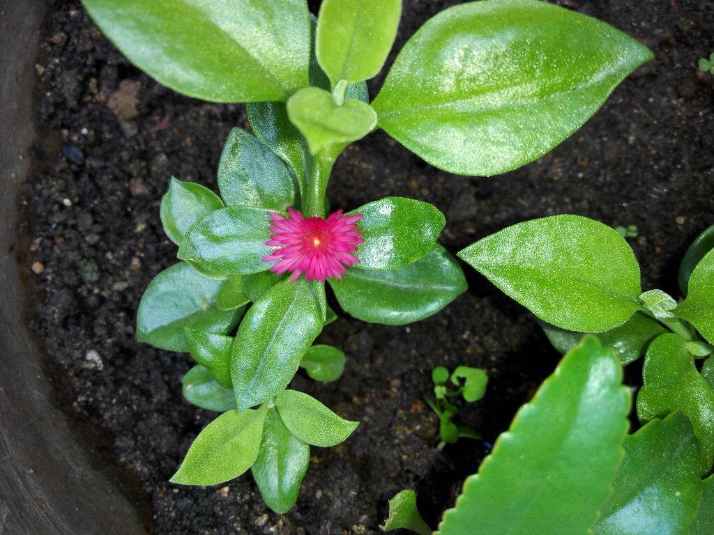 花朵的盛开3