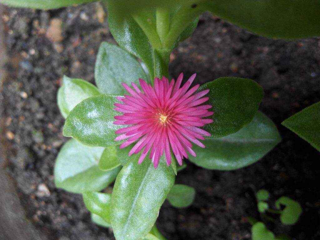 花朵的盛开4