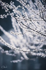 IMG_1534.jpg