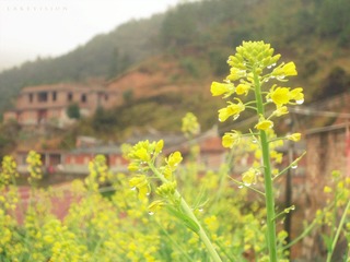 DSC07313 - 终