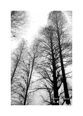 IMG_4694.jpg
