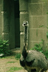 嚣