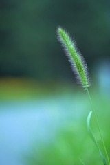 踟蹰