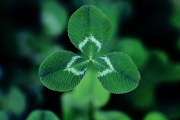 幸福三叶草