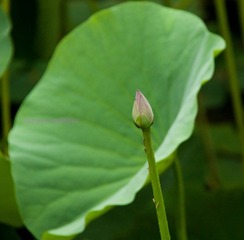 小荷才露尖尖角