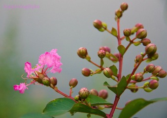 不知名的小花