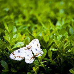 雨后1