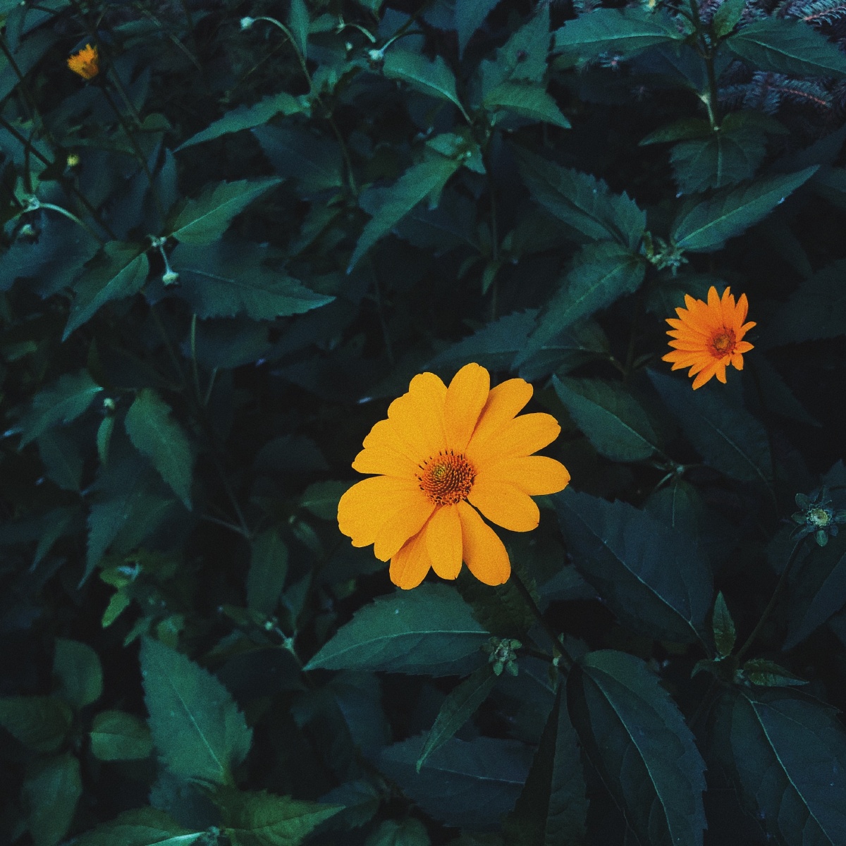 maybeyouliketheyellowflower