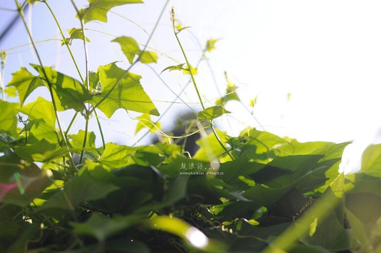 爬满墙头的藤蔓植物<br />
